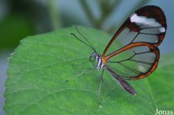 Vlinderparadijs Papiliorama