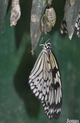 Vlinderparadijs Papiliorama