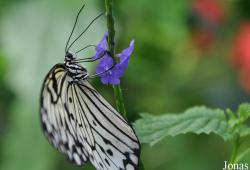 Vlinderparadijs Papiliorama