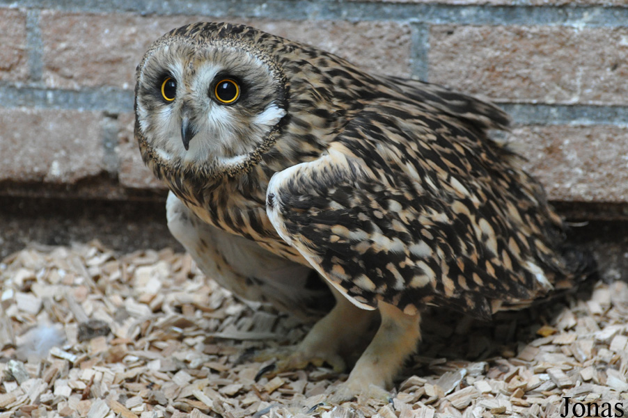 Vogelasiel De Fûgelhelling
