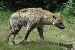 Hyaeninae