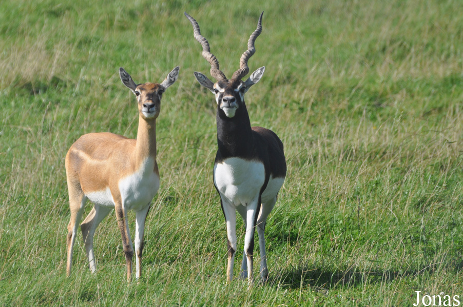 Safari Zoo Park Lintrup