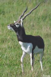 Safari Zoo Park Lintrup