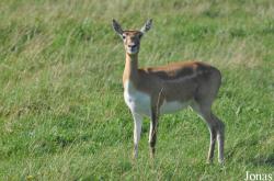 Safari Zoo Park Lintrup