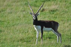 Safari Zoo Park Lintrup