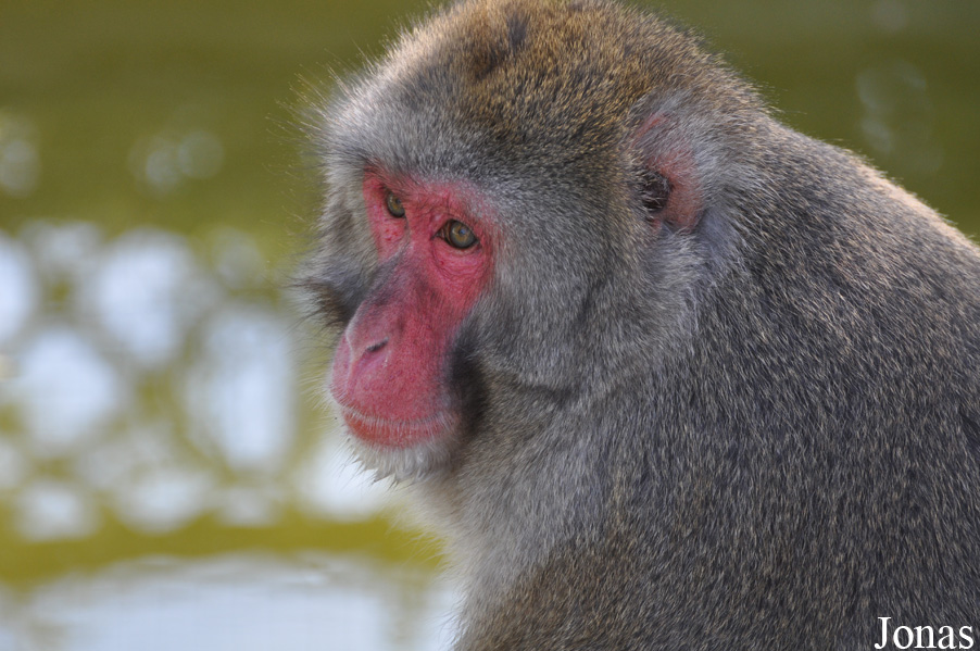 Blåvand Zoo