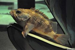 Helicolenus dactylopterus