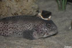Anarhichas minor