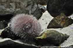 Sea Life Scheveningen