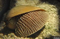 Sea Life Scheveningen