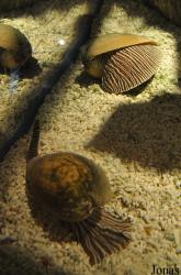 Sea Life Scheveningen