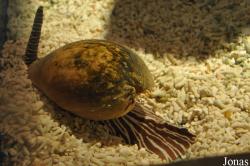 Sea Life Scheveningen