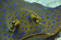 Sea Life Scheveningen