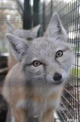 Dierentuin Animal Farm