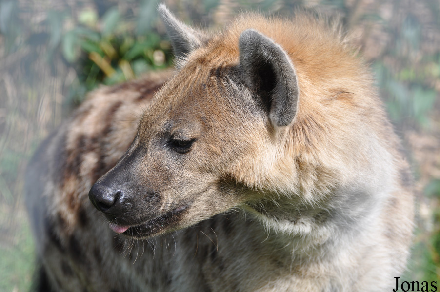 Jyllands Park Zoo