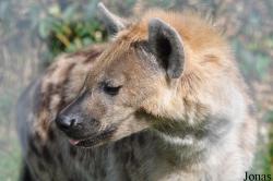 Jyllands Park Zoo
