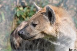 Jyllands Park Zoo