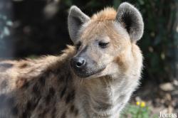 Jyllands Park Zoo