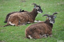 Mouton de Soay