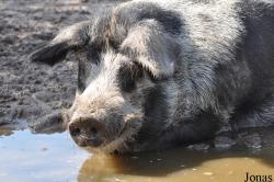 Cochon Schwedisches Linderöd Schwein