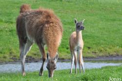 Givskud Zoo