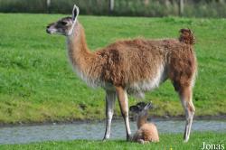 Givskud Zoo