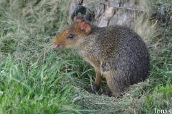 Munkholm Zoo Djursland