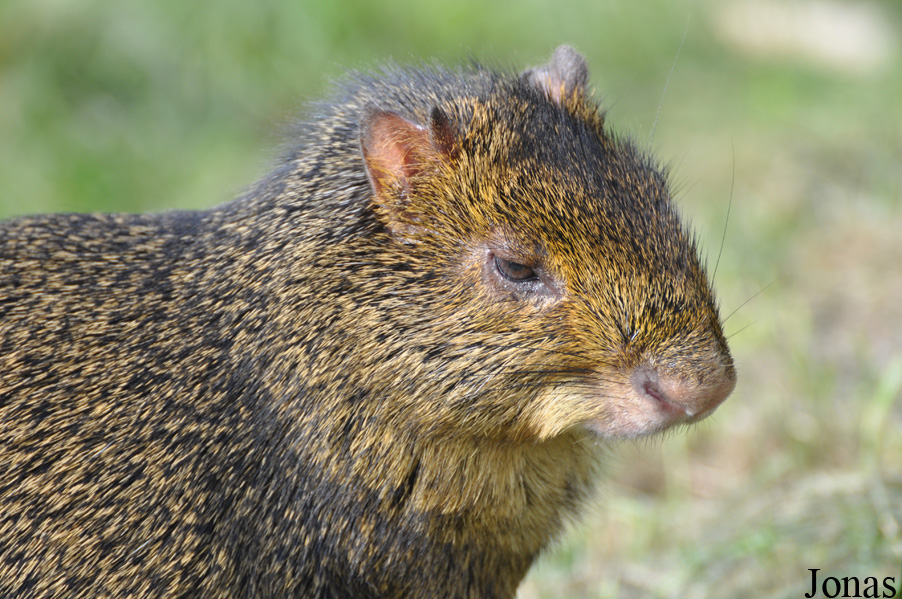 Munkholm Zoo Djursland