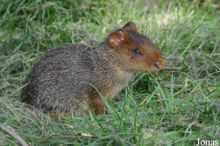 Munkholm Zoo Djursland