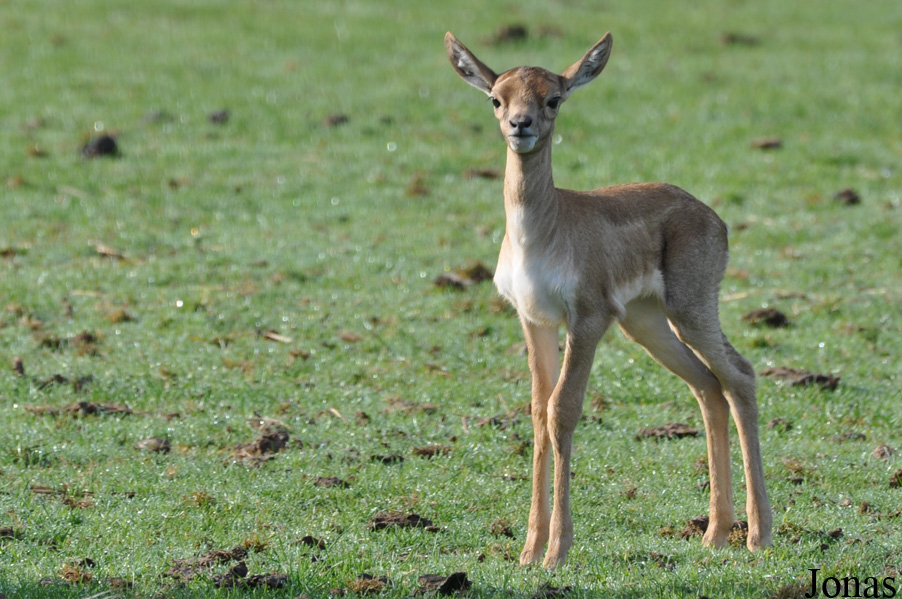 Ree Park Ebeltoft Safari