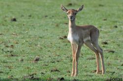 Ree Park Ebeltoft Safari