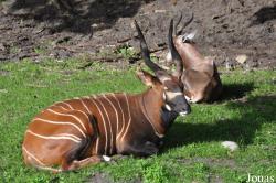 Ree Park Ebeltoft Safari