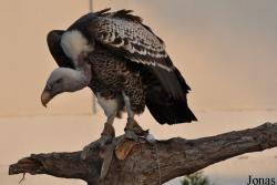Birds of Prey Show