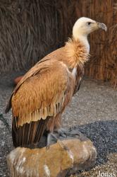 Birds of Prey Show