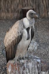 Birds of Prey Show