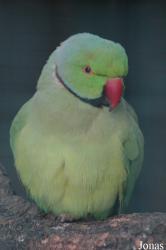 Badoca Safari Park