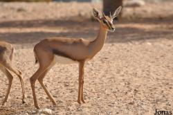 Al Ain Wildlife Park and Resort