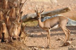 Al Ain Wildlife Park and Resort