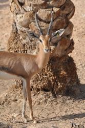Al Ain Wildlife Park and Resort