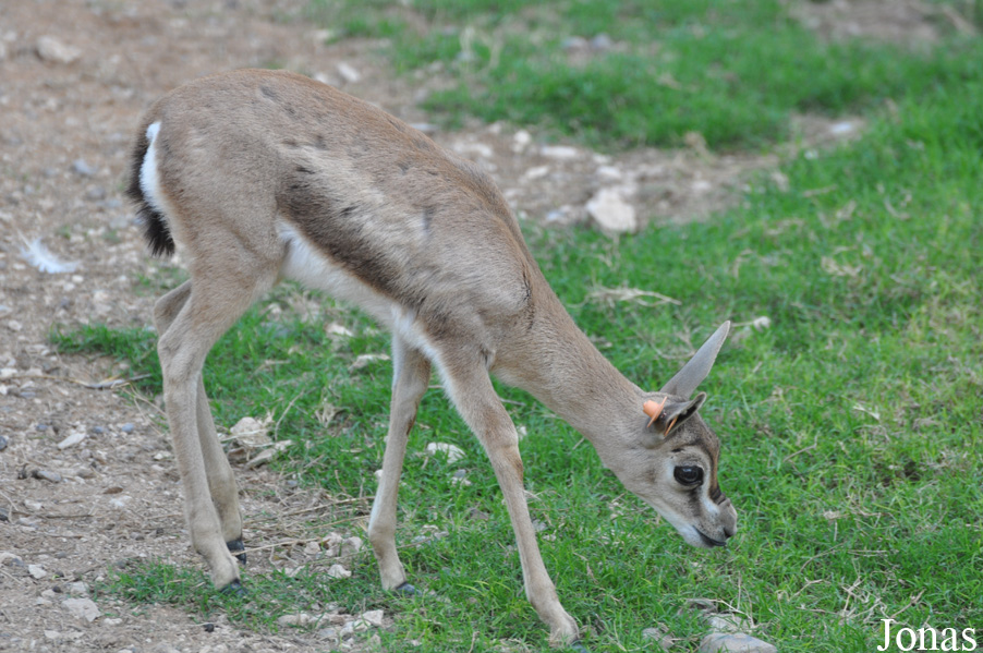 Al Ain Wildlife Park and Resort