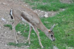 Al Ain Wildlife Park and Resort