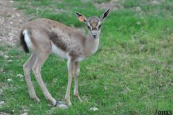 Al Ain Wildlife Park and Resort