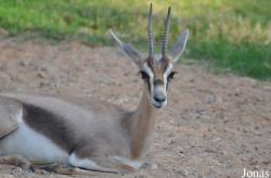 Al Ain Wildlife Park and Resort