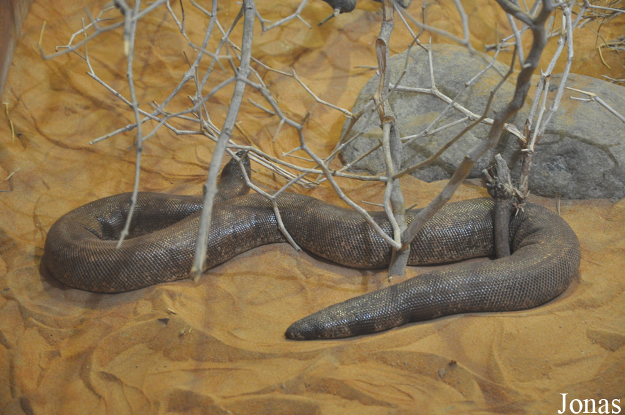 Al Ain Wildlife Park and Resort