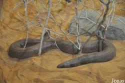 Al Ain Wildlife Park and Resort