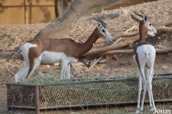 Al Ain Wildlife Park and Resort