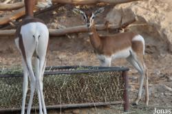 Al Ain Wildlife Park and Resort