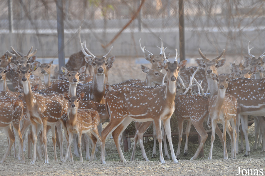 Al Ain Wildlife Park and Resort