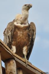Zoo d'Amnéville