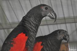 Mandai Birds Sanctuary